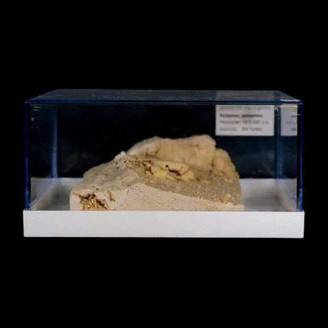 2.3" Potaman Sp Fossil Freshwater Crab In Travertine Denizli Basin Southwest Turkey