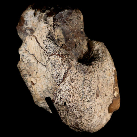 4" Stegosaurus Fossil Vertebrae Morrison FM Jurassic Age WY Dinosaur Stand COA - Fossil Age Minerals