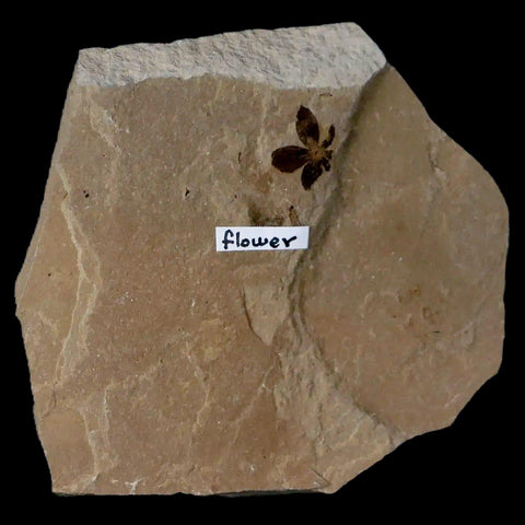 0.4" Detailed Fossil Flower Plant Green River FM Uintah County Utah Eocene Age - Fossil Age Minerals
