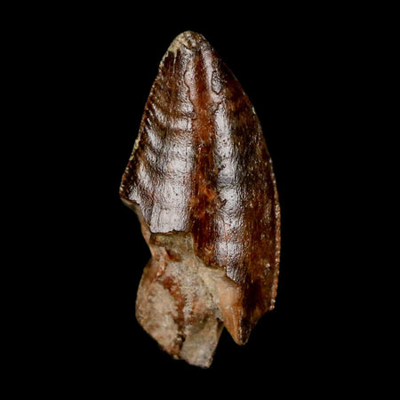 1" Majungasaurus Serrated Fossil Tooth Cretaceous Dinosaur Madagascar COA