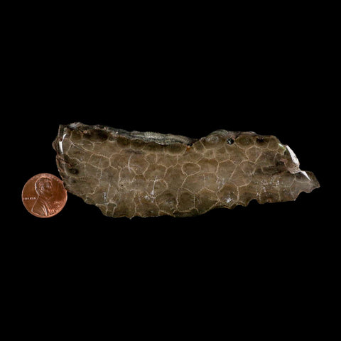 4.3" Polished Slab Petoskey Stone Hexagonaria Coral Fossil Devonian Age Michigan - Fossil Age Minerals