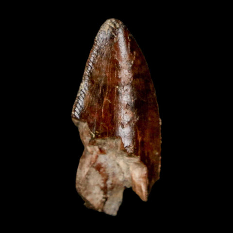 1" Majungasaurus Serrated Fossil Tooth Cretaceous Dinosaur Madagascar COA - Fossil Age Minerals