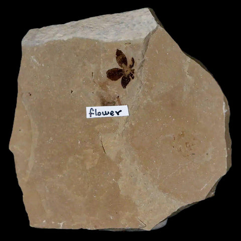 0.4" Detailed Fossil Flower Plant Green River FM Uintah County Utah Eocene Age - Fossil Age Minerals