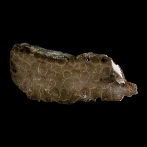 4.3" Polished Slab Petoskey Stone Hexagonaria Coral Fossil Devonian Age Michigan - Fossil Age Minerals