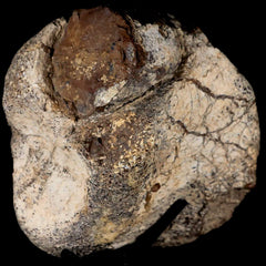Stegosaurus Fossil Collection