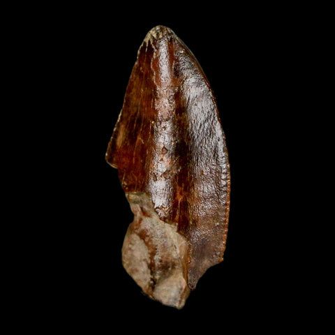 1" Majungasaurus Serrated Fossil Tooth Cretaceous Dinosaur Madagascar COA - Fossil Age Minerals