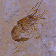 1.6" Fossil Shrimp Carpopenaeus Cretaceous Age 100 Mil Yrs Old Lebanon COA