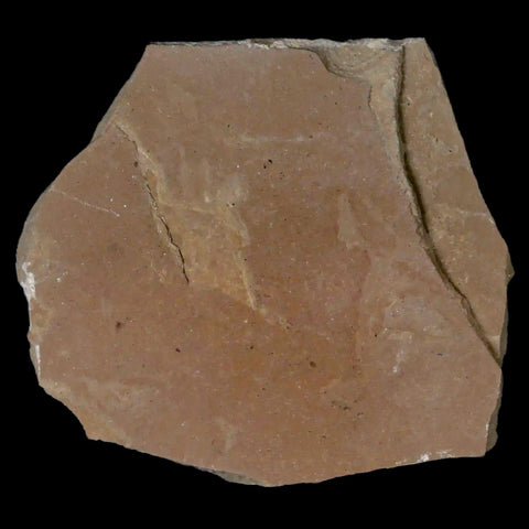 0.4" Detailed Fossil Flower Plant Green River FM Uintah County Utah Eocene Age - Fossil Age Minerals
