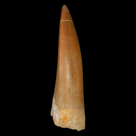 1.9" Plesiosaur Zarafasaura Tooth Fossil Cretaceous Dinosaur Era COA, Stand
