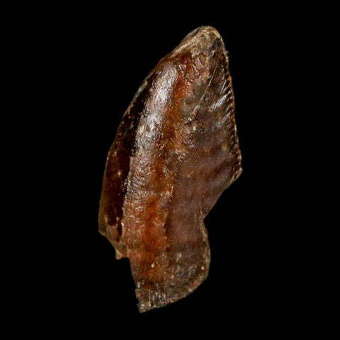 1" Majungasaurus Serrated Fossil Tooth Cretaceous Dinosaur Madagascar COA - Fossil Age Minerals