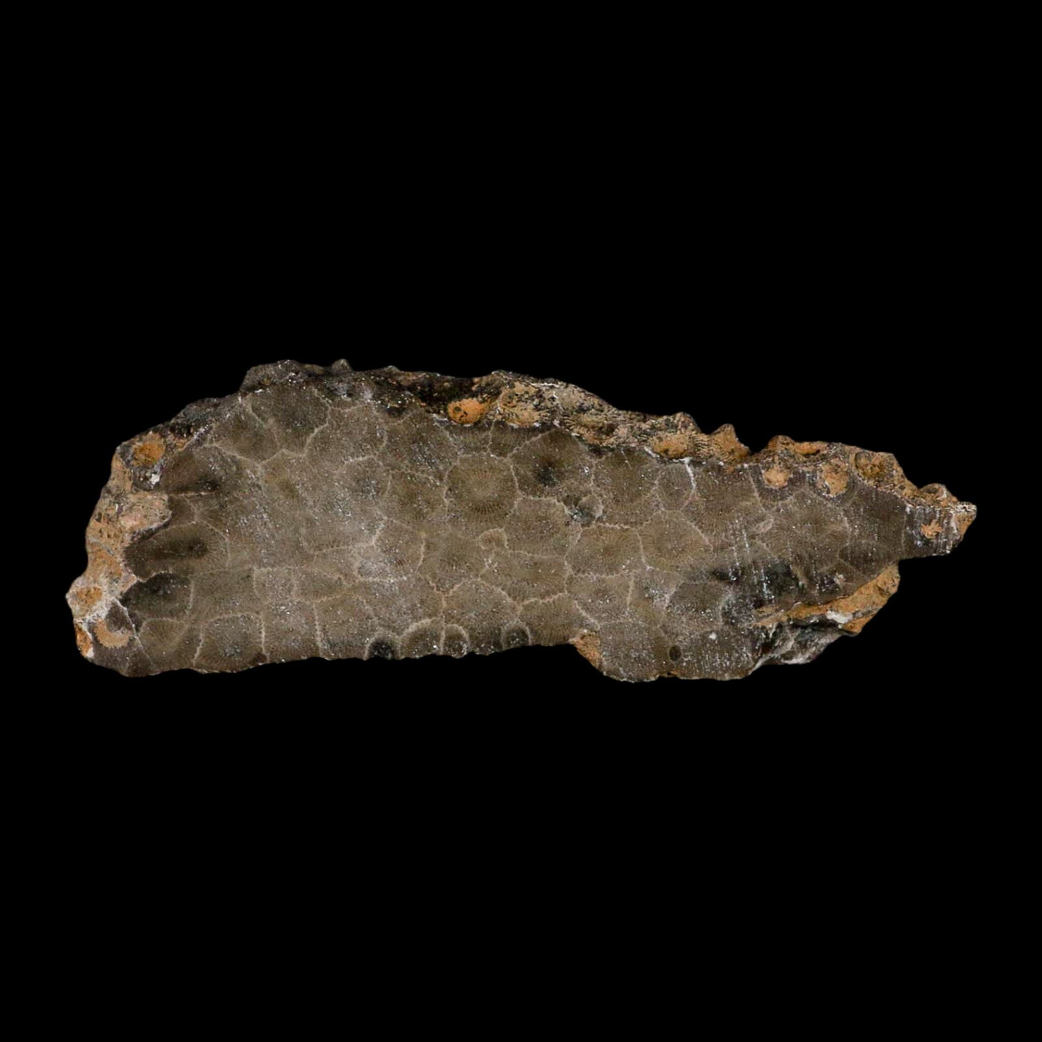 4.3" Polished Slab Petoskey Stone Hexagonaria Coral Fossil Devonian Age Michigan - Fossil Age Minerals