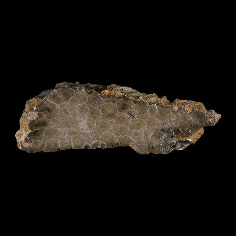 4.3" Polished Slab Petoskey Stone Hexagonaria Coral Fossil Devonian Age Michigan - Fossil Age Minerals