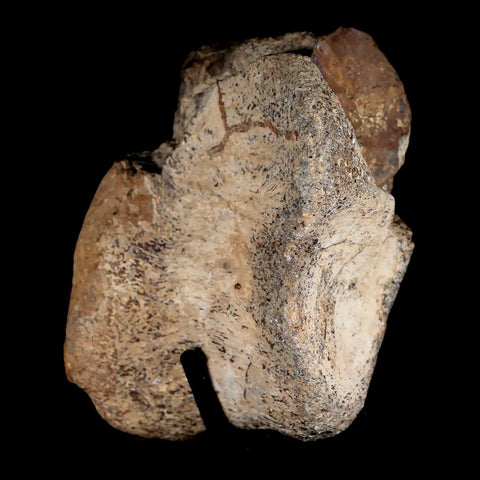 4" Stegosaurus Fossil Vertebrae Morrison FM Jurassic Age WY Dinosaur Stand COA - Fossil Age Minerals