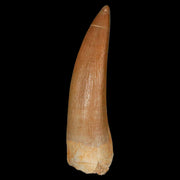 1.9" Plesiosaur Zarafasaura Tooth Fossil Cretaceous Dinosaur Era COA, Stand