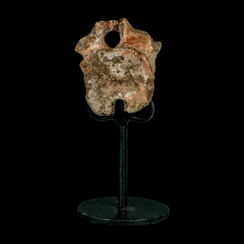 2" Triceratops Fossil Vertebrae Tail Bone Hell Creek FM Cretaceous Dinosaur WY COA