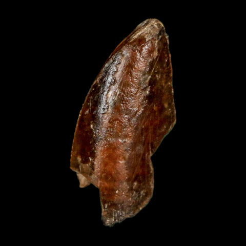 1" Majungasaurus Serrated Fossil Tooth Cretaceous Dinosaur Madagascar COA - Fossil Age Minerals