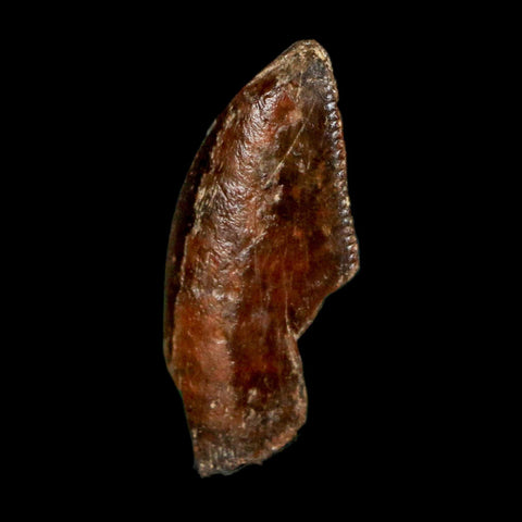 1" Majungasaurus Serrated Fossil Tooth Cretaceous Dinosaur Madagascar COA - Fossil Age Minerals