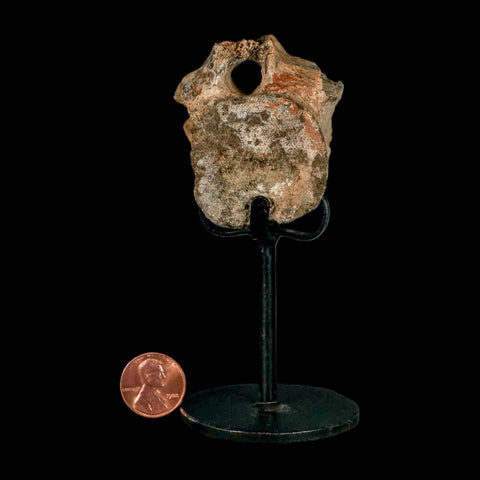 2" Triceratops Fossil Vertebrae Tail Bone Hell Creek FM Cretaceous Dinosaur WY COA