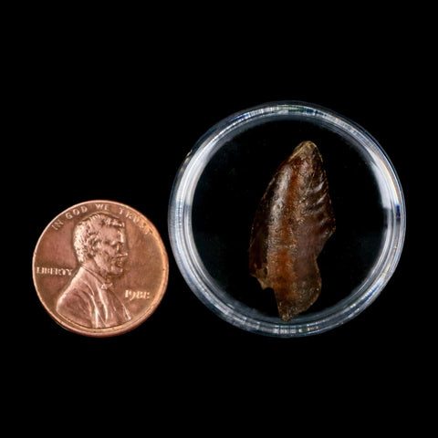 1" Majungasaurus Serrated Fossil Tooth Cretaceous Dinosaur Madagascar COA - Fossil Age Minerals