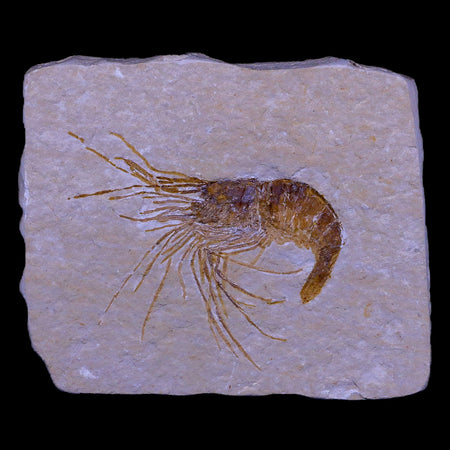 2" Fossil Shrimp Carpopenaeus Cretaceous Age 100 Mil Yrs Old Lebanon COA