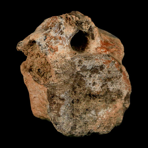 2" Triceratops Fossil Vertebrae Tail Bone Hell Creek FM Cretaceous Dinosaur WY COA