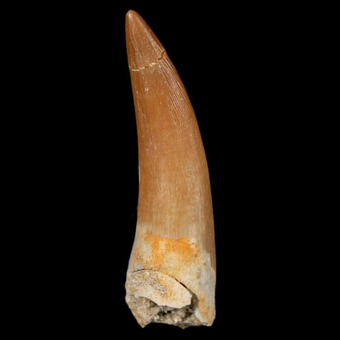 1.9" Plesiosaur Zarafasaura Tooth Fossil Cretaceous Dinosaur Era COA, Stand