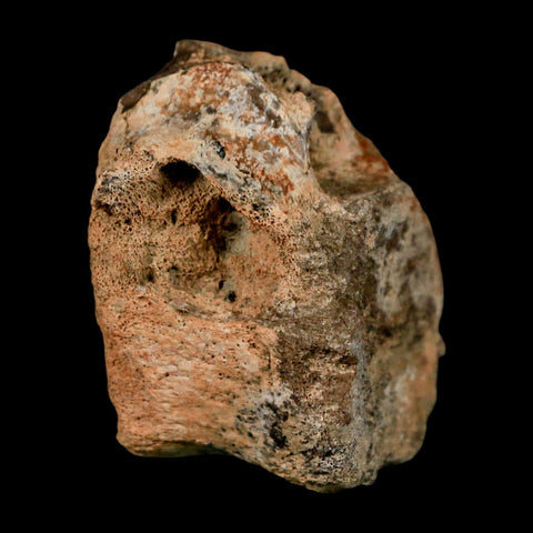 2" Triceratops Fossil Vertebrae Tail Bone Hell Creek FM Cretaceous Dinosaur WY COA