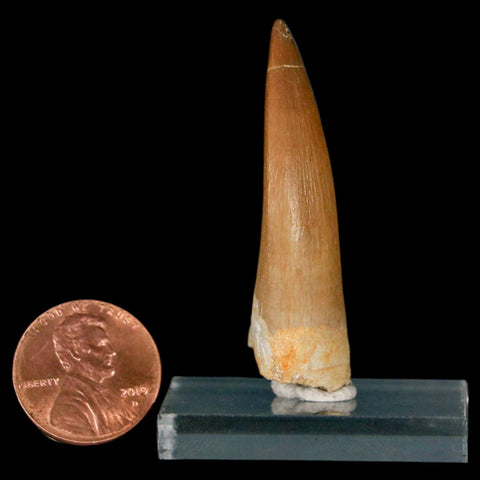 1.9" Plesiosaur Zarafasaura Tooth Fossil Cretaceous Dinosaur Era COA, Stand