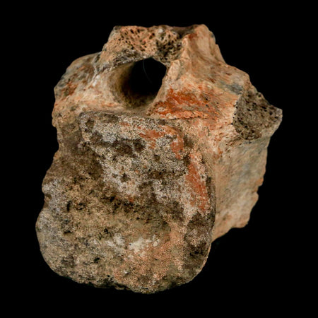 2" Triceratops Fossil Vertebrae Tail Bone Hell Creek FM Cretaceous Dinosaur WY COA