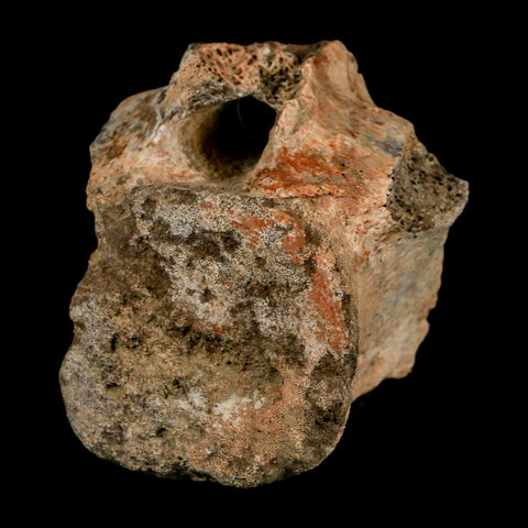 2" Triceratops Fossil Vertebrae Tail Bone Hell Creek FM Cretaceous Dinosaur WY COA