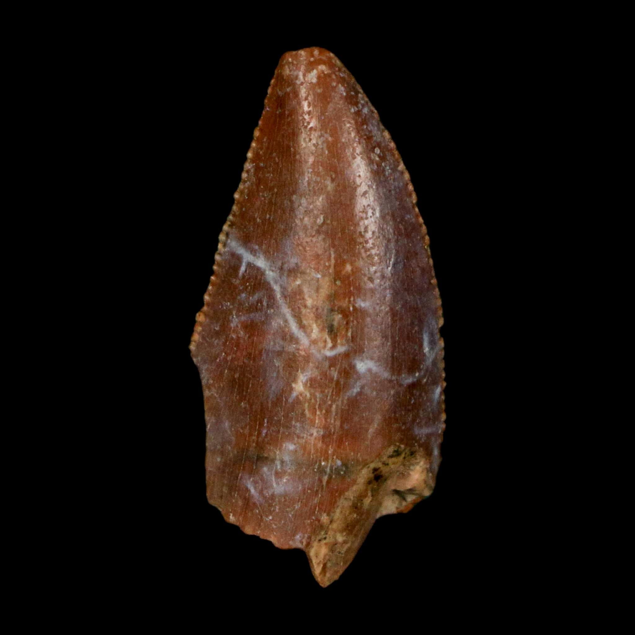 0.9" Majungasaurus Serrated Fossil Tooth Cretaceous Dinosaur Madagascar COA - Fossil Age Minerals