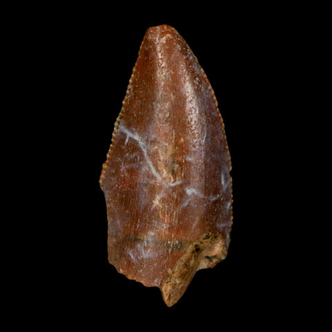 0.9" Majungasaurus Serrated Fossil Tooth Cretaceous Dinosaur Madagascar COA - Fossil Age Minerals