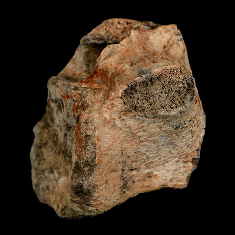 2" Triceratops Fossil Vertebrae Tail Bone Hell Creek FM Cretaceous Dinosaur WY COA