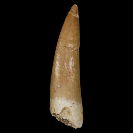 1.9" Plesiosaur Zarafasaura Tooth Fossil Cretaceous Dinosaur Era COA, Stand