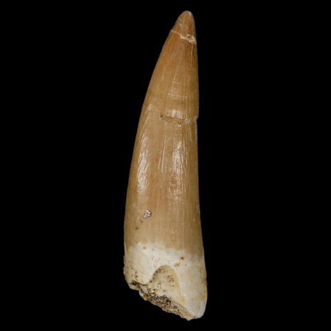 1.9" Plesiosaur Zarafasaura Tooth Fossil Cretaceous Dinosaur Era COA, Stand