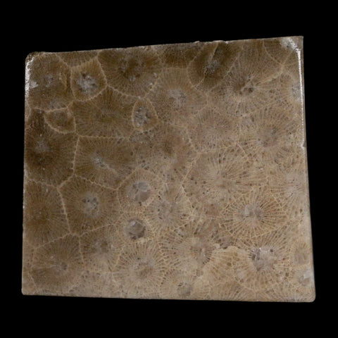 2.1" Polished Slab Petoskey Stone Hexagonaria Coral Fossil Devonian Age Michigan - Fossil Age Minerals