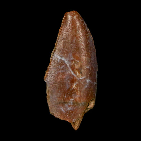 0.9" Majungasaurus Serrated Fossil Tooth Cretaceous Dinosaur Madagascar COA - Fossil Age Minerals