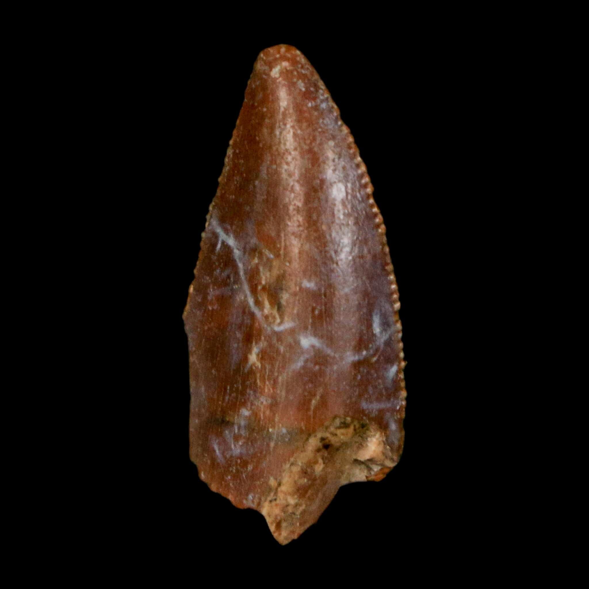0.9" Majungasaurus Serrated Fossil Tooth Cretaceous Dinosaur Madagascar COA - Fossil Age Minerals
