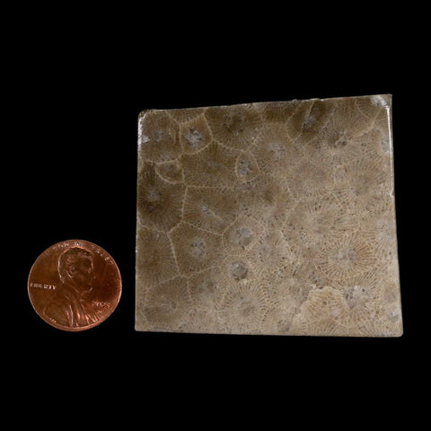 2.1" Polished Slab Petoskey Stone Hexagonaria Coral Fossil Devonian Age Michigan - Fossil Age Minerals