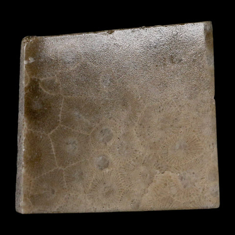 2.1" Polished Slab Petoskey Stone Hexagonaria Coral Fossil Devonian Age Michigan - Fossil Age Minerals