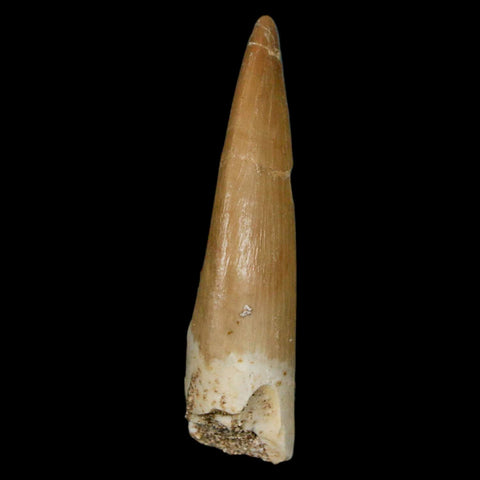 1.9" Plesiosaur Zarafasaura Tooth Fossil Cretaceous Dinosaur Era COA, Stand