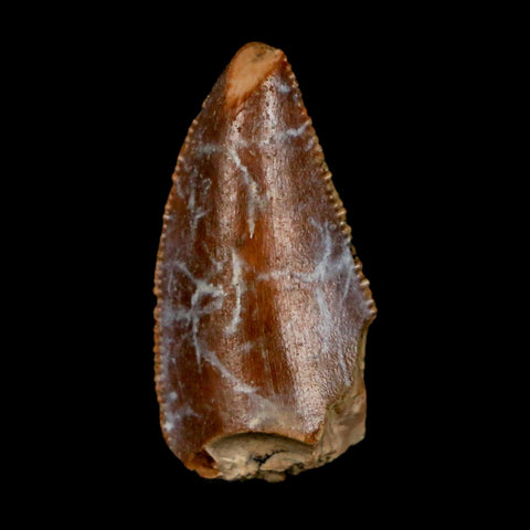 0.9" Majungasaurus Serrated Fossil Tooth Cretaceous Dinosaur Madagascar COA - Fossil Age Minerals