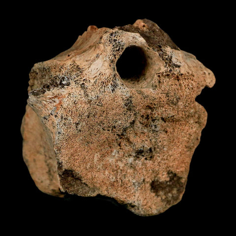 2" Triceratops Fossil Vertebrae Tail Bone Hell Creek FM Cretaceous Dinosaur WY COA