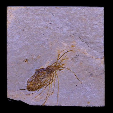 2" Fossil Shrimp Carpopenaeus Cretaceous Age 100 Mil Yrs Old Lebanon COA