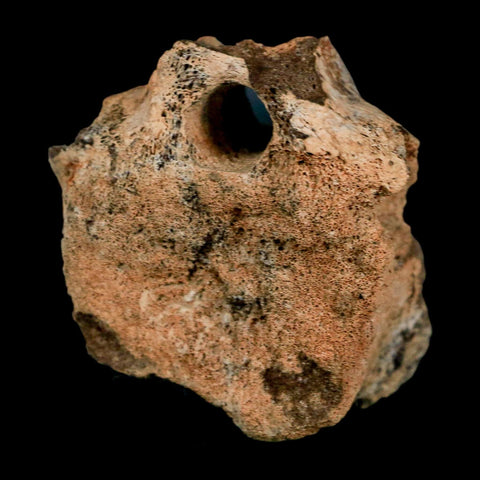 2" Triceratops Fossil Vertebrae Tail Bone Hell Creek FM Cretaceous Dinosaur WY COA