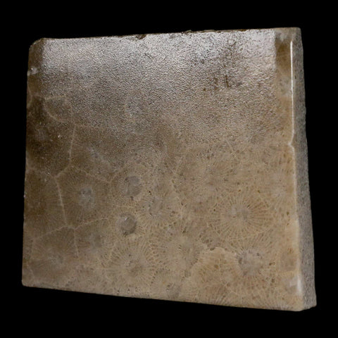 2.1" Polished Slab Petoskey Stone Hexagonaria Coral Fossil Devonian Age Michigan - Fossil Age Minerals