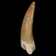1.9" Plesiosaur Zarafasaura Tooth Fossil Cretaceous Dinosaur Era COA, Stand