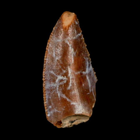 0.9" Majungasaurus Serrated Fossil Tooth Cretaceous Dinosaur Madagascar COA - Fossil Age Minerals