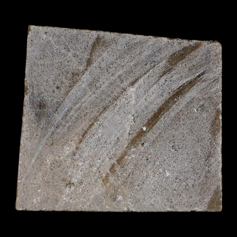 2.1" Polished Slab Petoskey Stone Hexagonaria Coral Fossil Devonian Age Michigan - Fossil Age Minerals