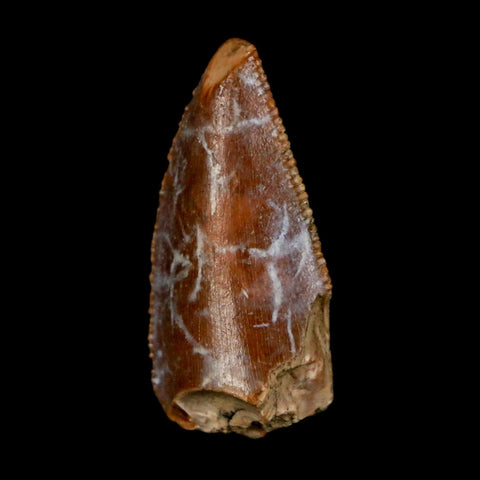 0.9" Majungasaurus Serrated Fossil Tooth Cretaceous Dinosaur Madagascar COA - Fossil Age Minerals